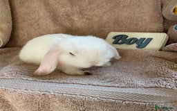 Mini Lop rabbits for sale: Friendly mini lop babies ready 14 August - Image 16