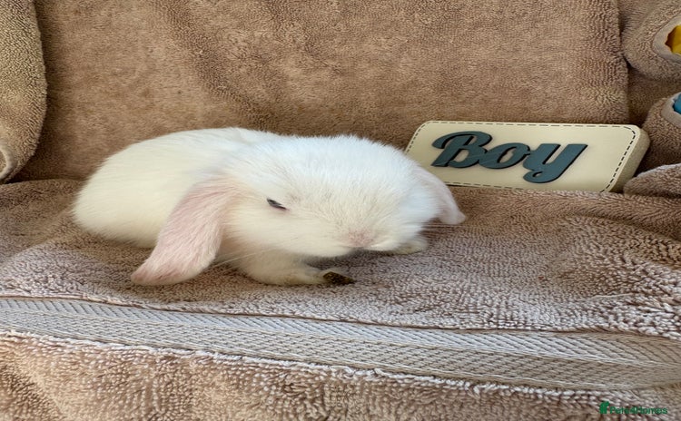 Mini Lop rabbits - Advert 3