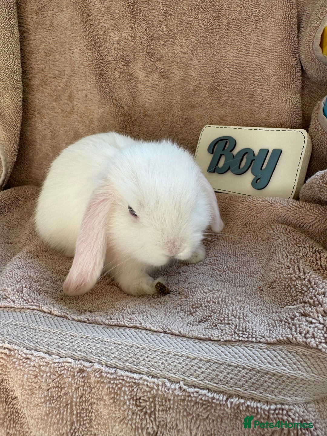 Mini Lop rabbits for sale: Friendly mini lop babies ready 14 August - Image 16
