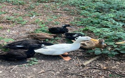 Ducks poultry for sale: 🦆 9 Ducks for Sale – 6 Females, 3 Males - Image 3