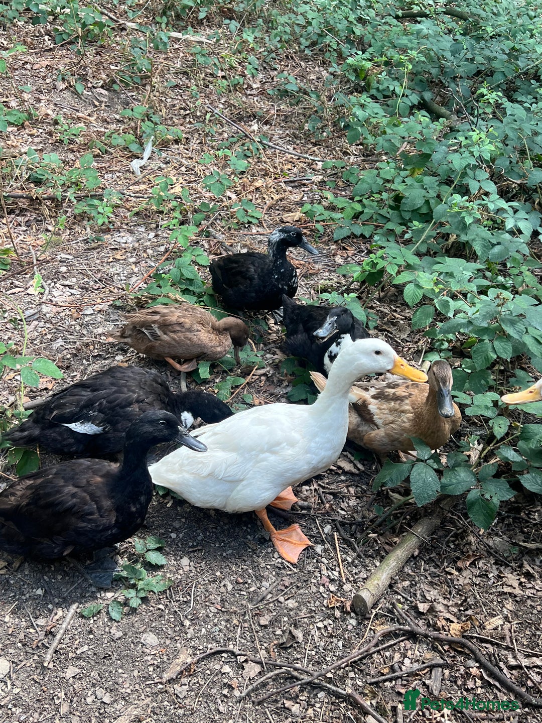 Ducks poultry for sale: 🦆 9 Ducks for Sale – 6 Females, 3 Males - Image 3