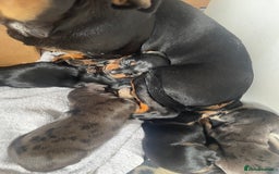 Dachshund dogs for sale: Miniature dachshunds  - Image 2