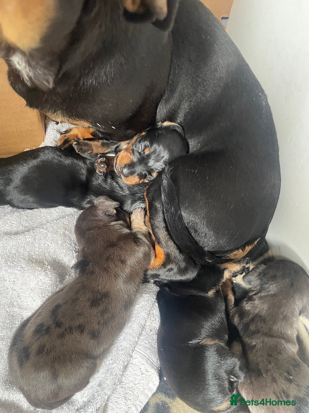 Dachshund dogs for sale: Miniature dachshunds  - Image 2