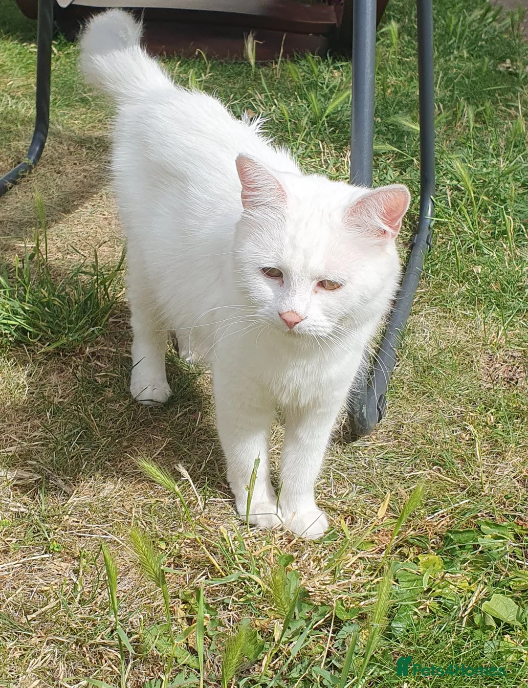 Turkish Angora cats for sale: 2 male turkish angora white kittens left - Advert 4