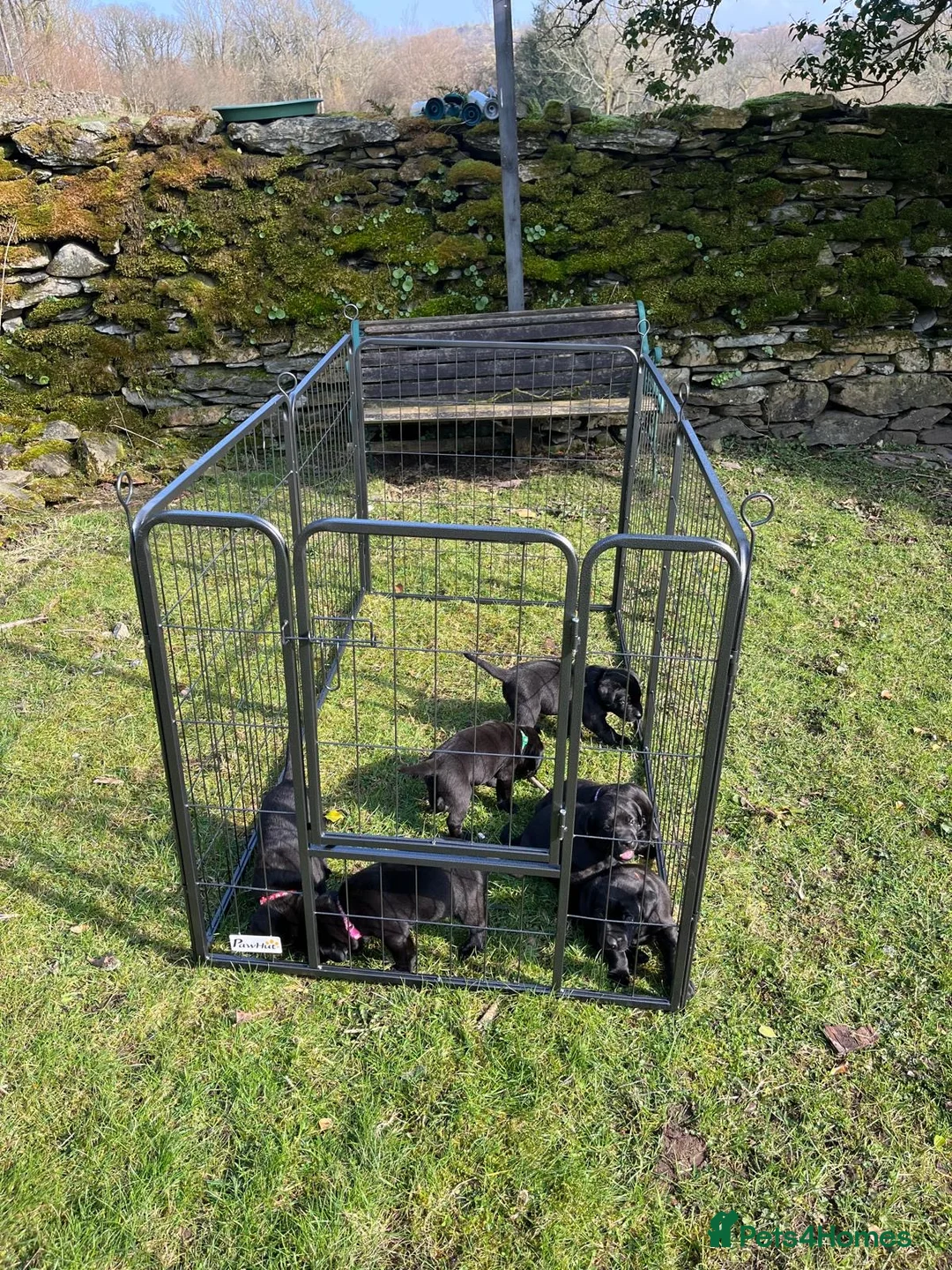 Labrador Retriever dogs for sale: Lovely black Labrador puppies  in Windermere - Advert 2