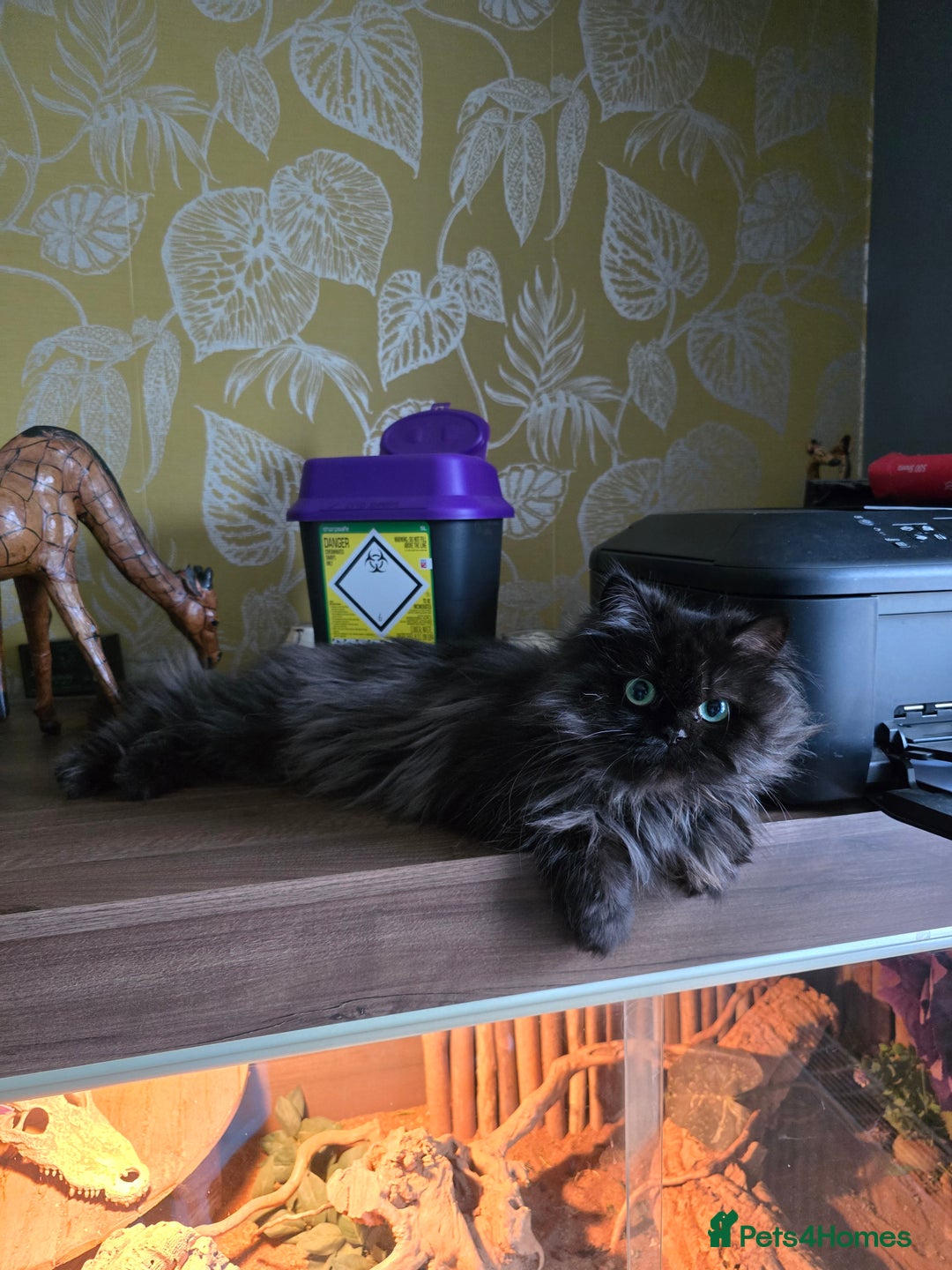 Persian cats for sale: beautiful black Persian  - Advert 4