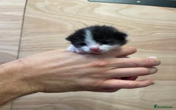 British Longhair cats for sale: Black & white kittens  - Image 4