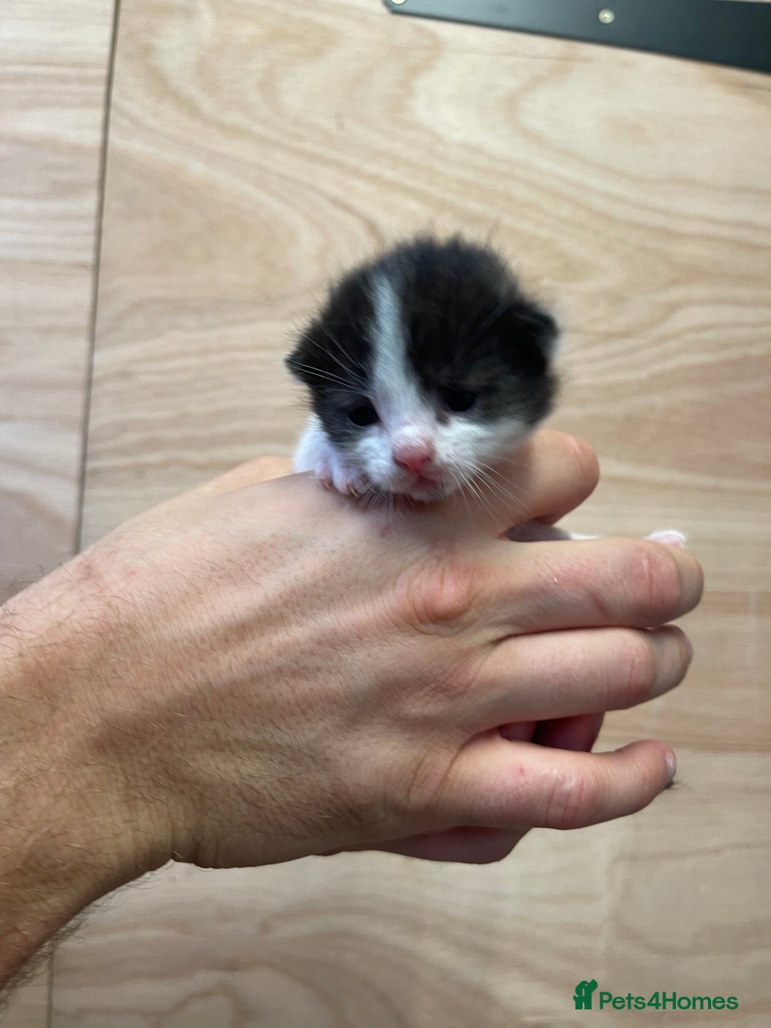 British Longhair cats for sale: Black & white kittens  - Image 4