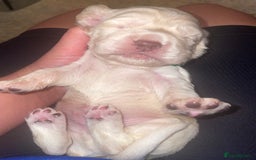 Cocker Spaniel dogs for sale: Cockerspaniel puppies x3 left  - Image 6