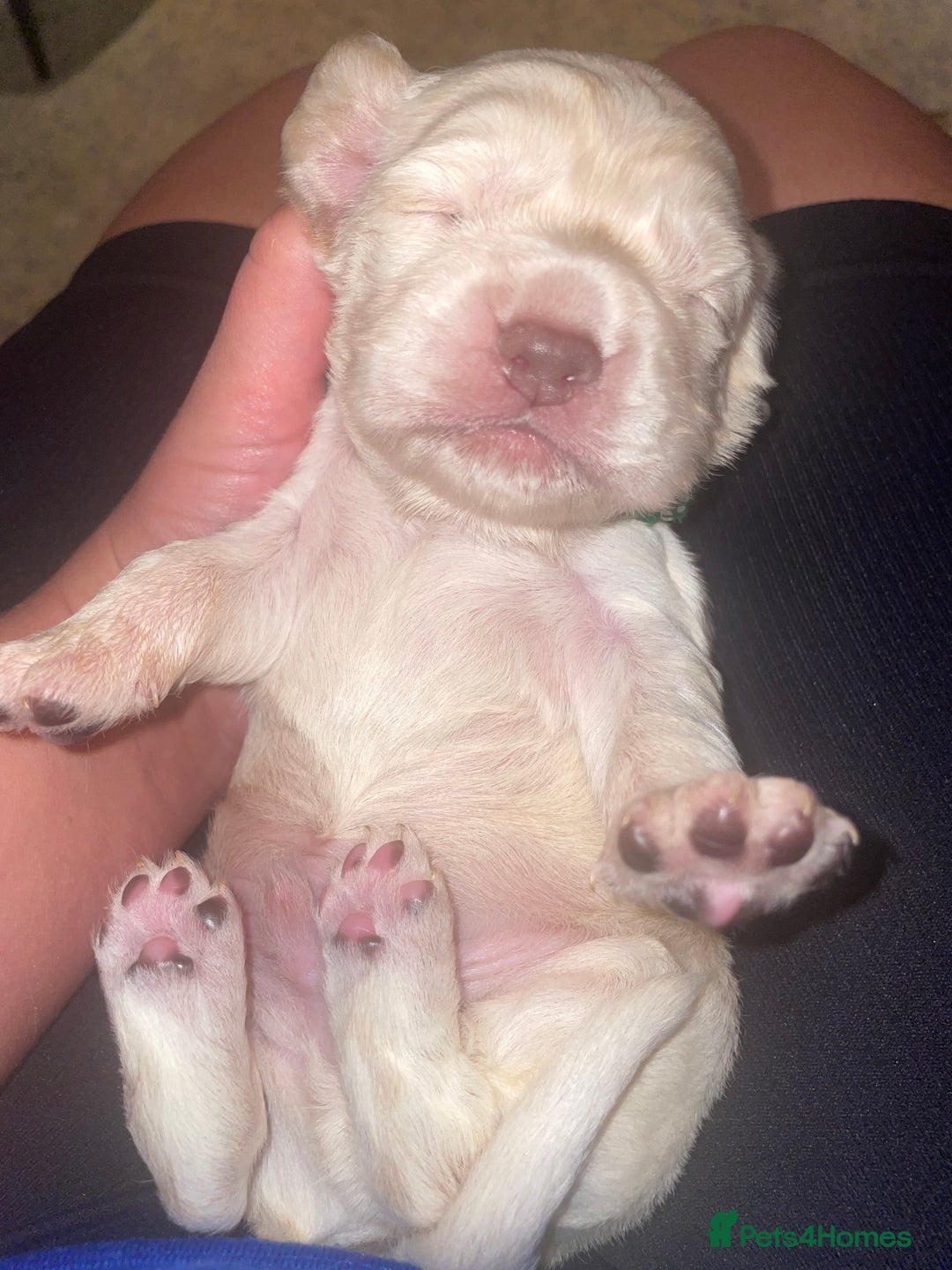 Cocker Spaniel dogs for sale: Cockerspaniel puppies x3 left  - Image 6