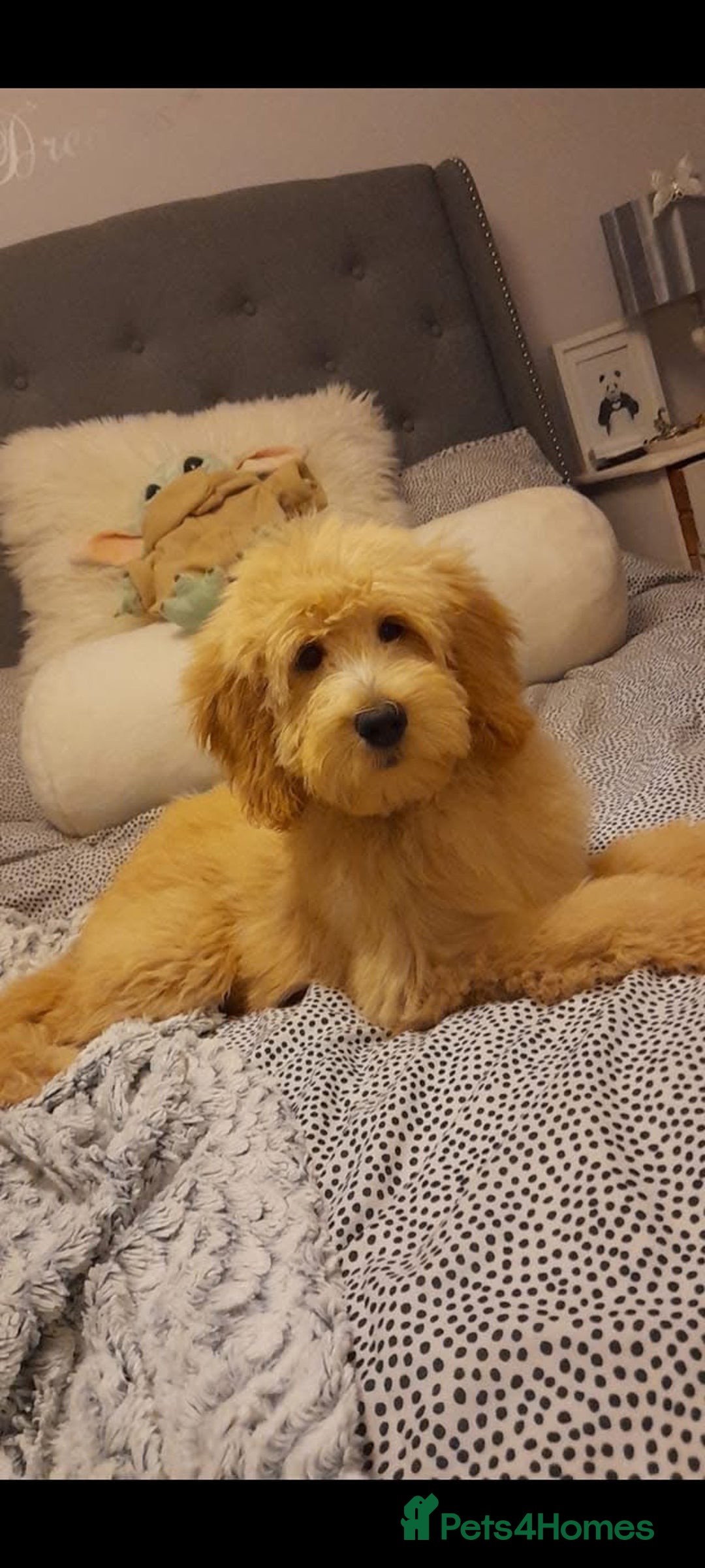Goldendoodle dogs for sale: Multigenerational Puppies Licensed and Tested  - Image 17