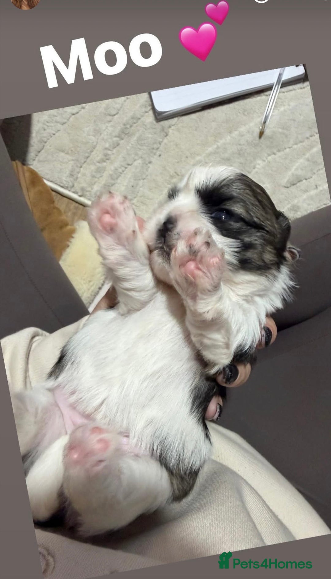 Shih Tzu dogs for sale: Shih Tzu’s  - Advert 6