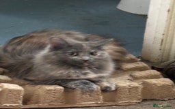 British Longhair cats for sale: Pretty Kittens  - Image 3