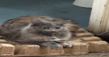 British Longhair cats - Advert 8