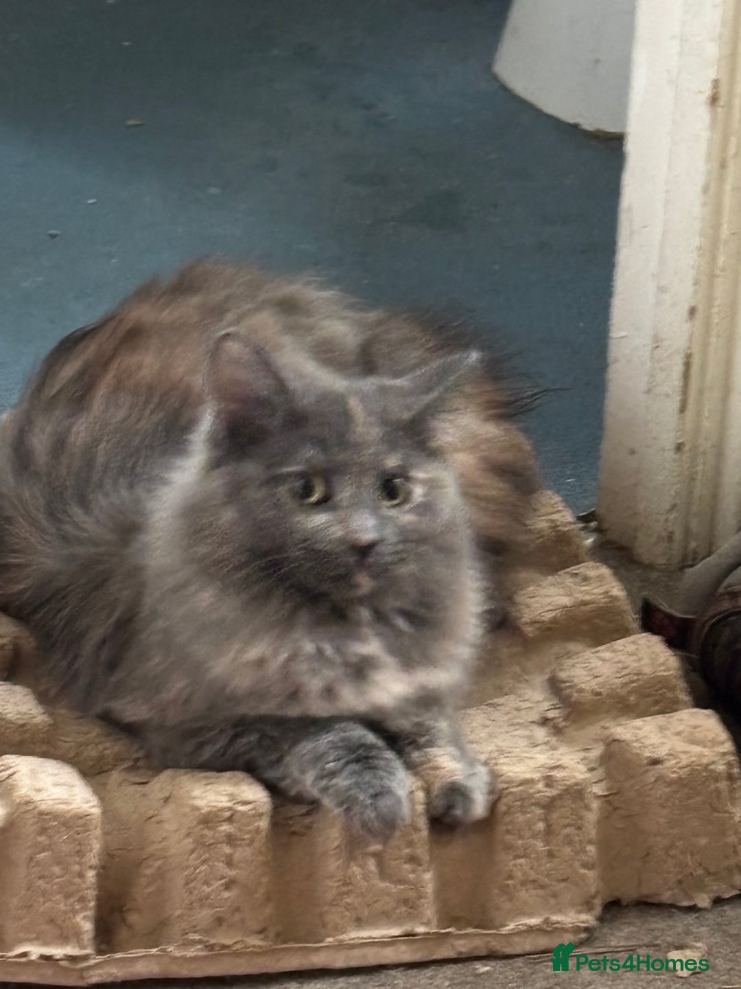 British Longhair cats for sale: Pretty Kittens  - Image 3