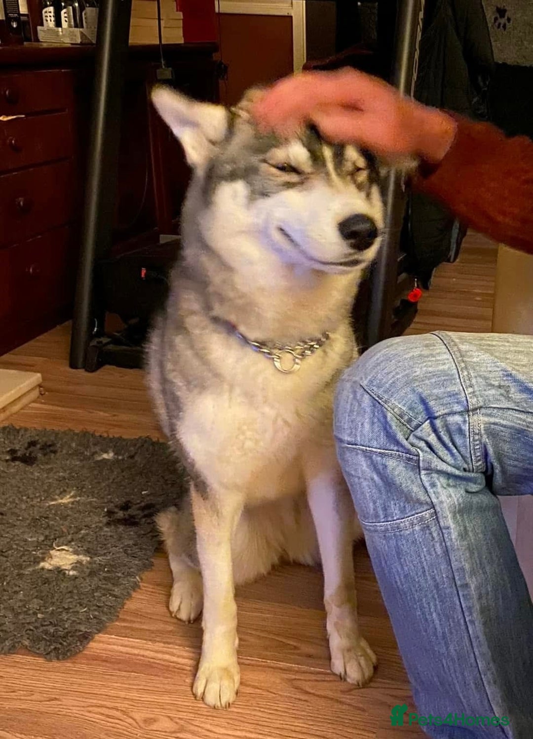 Siberian Husky dogs for sale: Adult female husky  - Advert 4