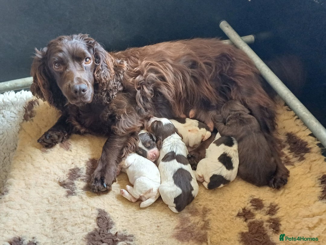 Cocker Spaniel dogs for sale: Working cocker spaniel pups  - Image 10