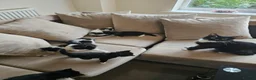 British Longhair cats for sale: 6 Longhaired Kittens White/Black/Tuxedo Mixed etc. - Advert 2