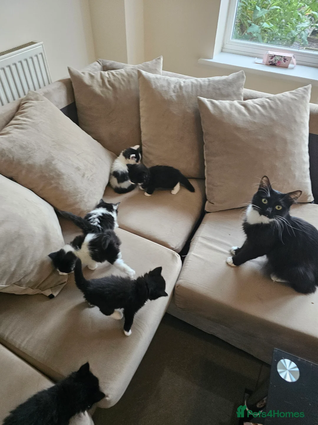 British Longhair cats for sale: 6 Longhaired Kittens White/Black/Tuxedo Mixed etc. - Advert 2