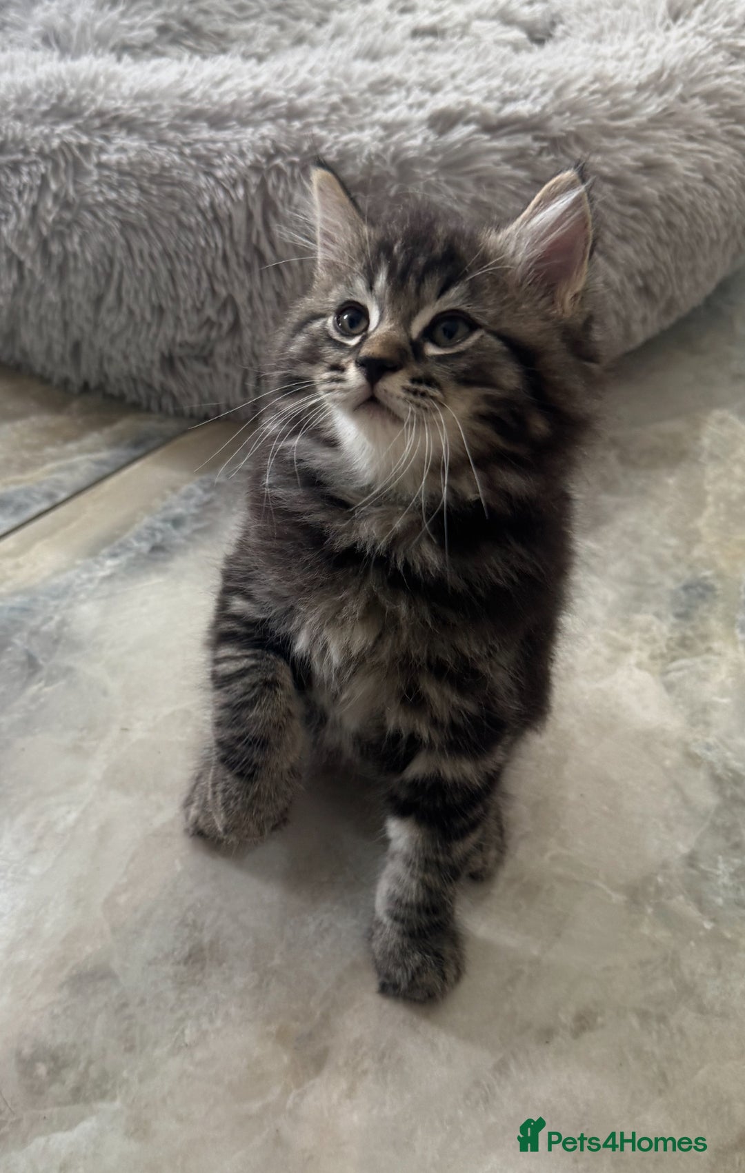 Mixed Breed cats for sale: Maine coon x ragdoll  - Image 22