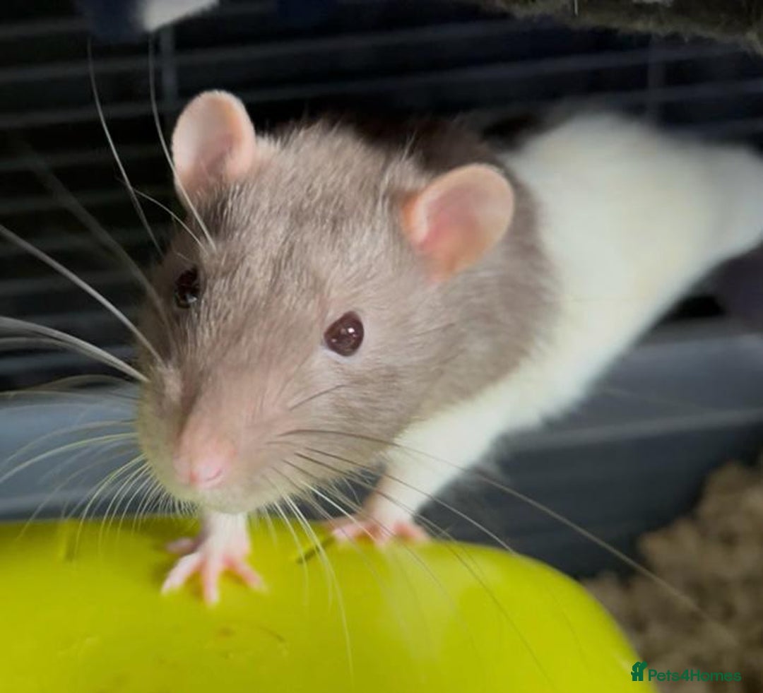 Rat rodents for sale: Four lovely Brothers for Rehoming - Image 5