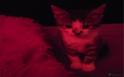 Mixed Breed cats for sale: Gorgeous Harlequin X Tabby Girls in Southport - Image 12