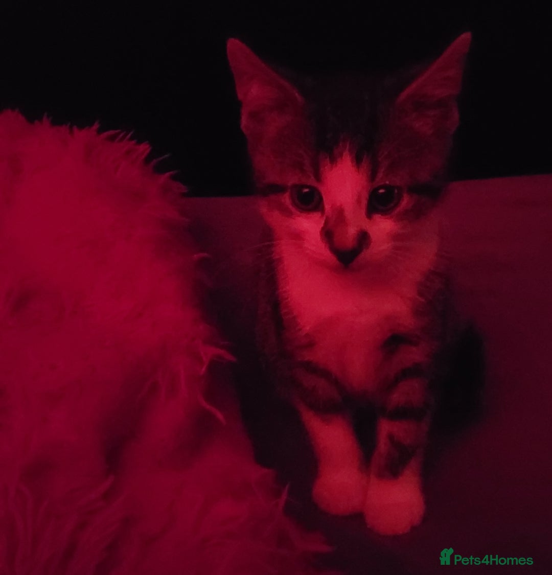 Mixed Breed cats for sale: Gorgeous Harlequin X Tabby Girls in Southport - Image 12
