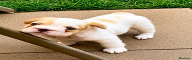 French Bulldog Puppy 5