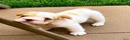 French Bulldog dogs for sale: ✨ Stunning French Bulldog Puppies Available ✨ - Advert 2
