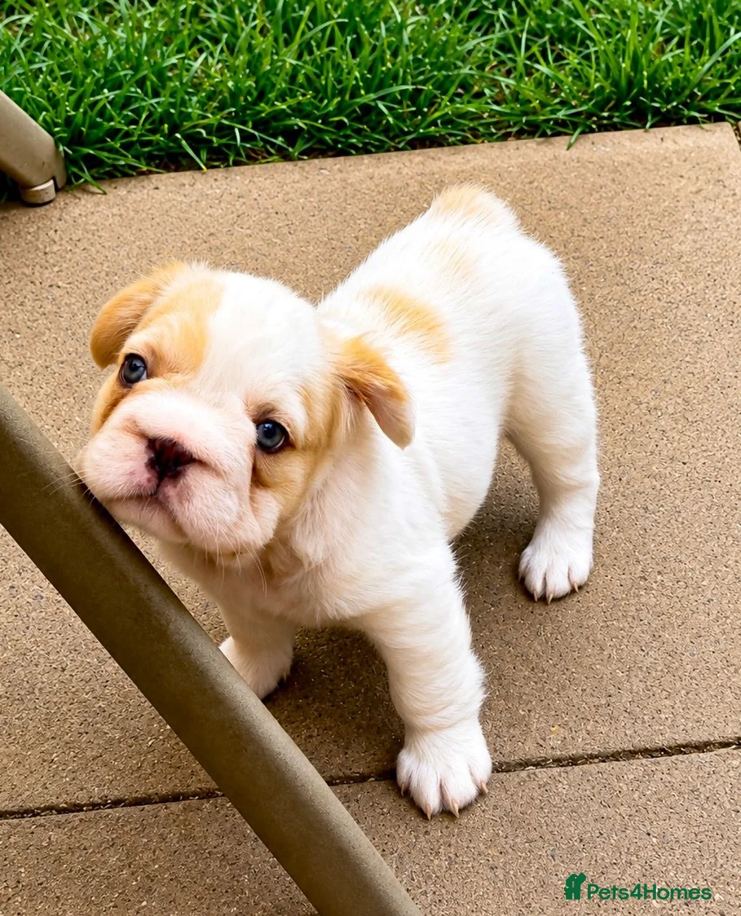 French Bulldog dogs for sale: ✨ Stunning French Bulldog Puppies Available ✨ - Advert 2
