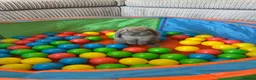 Mini Lop rabbits for sale: Mini lop  in Southampton - Advert 4