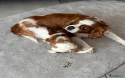 Cavalier King Charles Spaniel dogs for sale: Cavalier King Charles 1 girl 1 boy  - Image 1