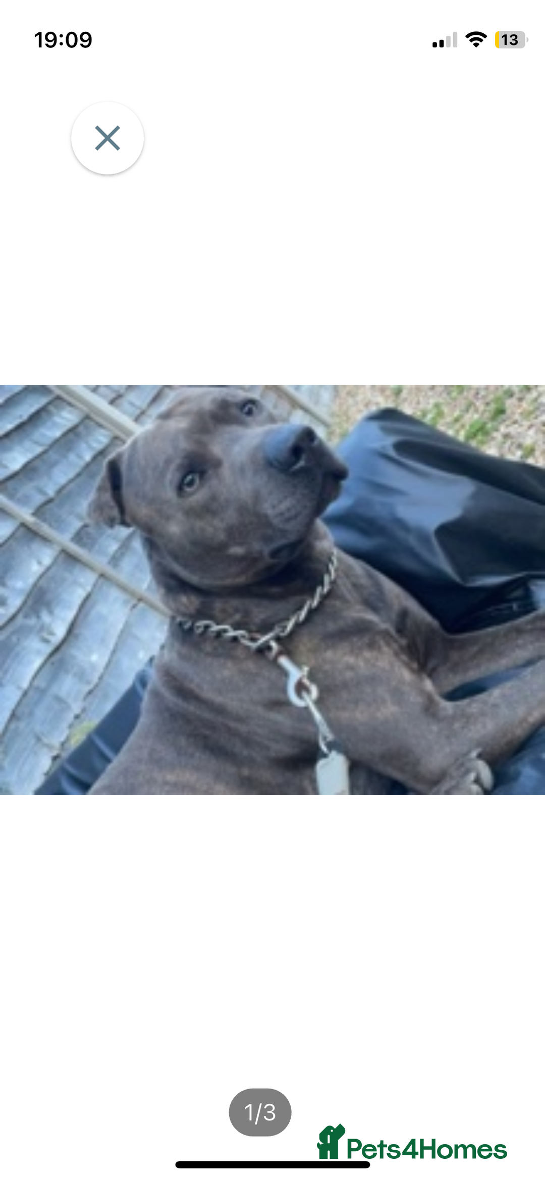 Mixed Breed dogs for sale: Staff for sale  - Image 1