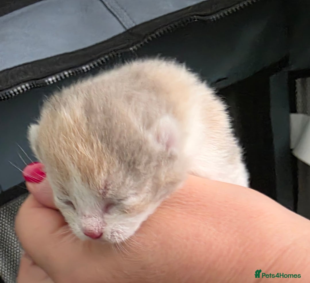 British Shorthair cats for sale: Excellent Quality BSH kittens for Reservation - Image 9