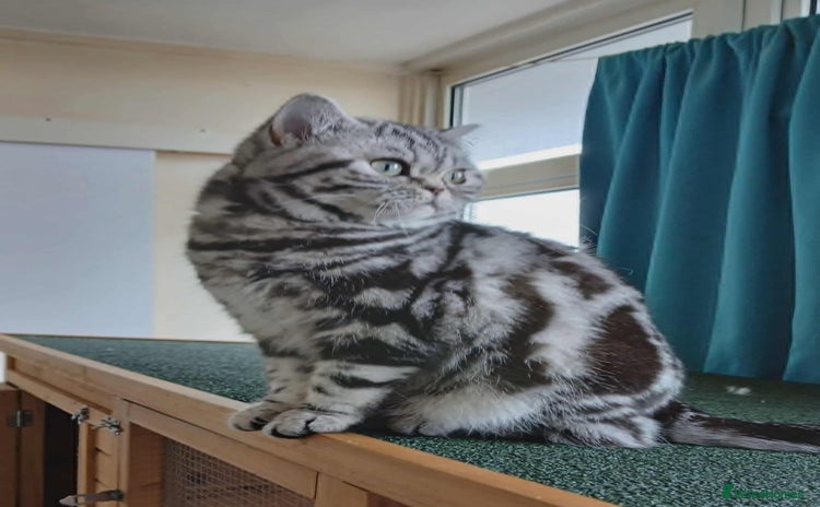 British Shorthair cats - Advert 8