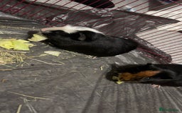 Guinea Pig rodents for sale: Terry and Jerry - Image 2
