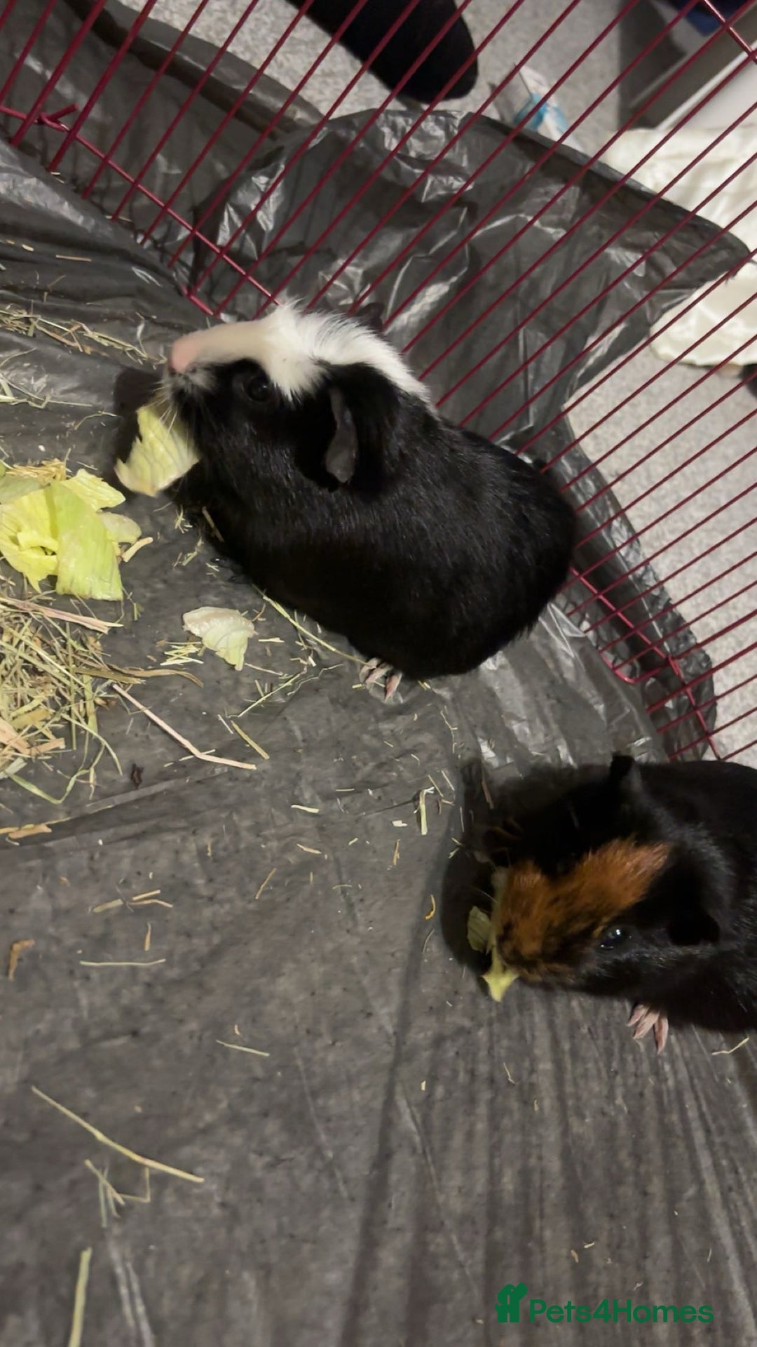 Guinea Pig rodents for sale: Terry and Jerry - Image 2