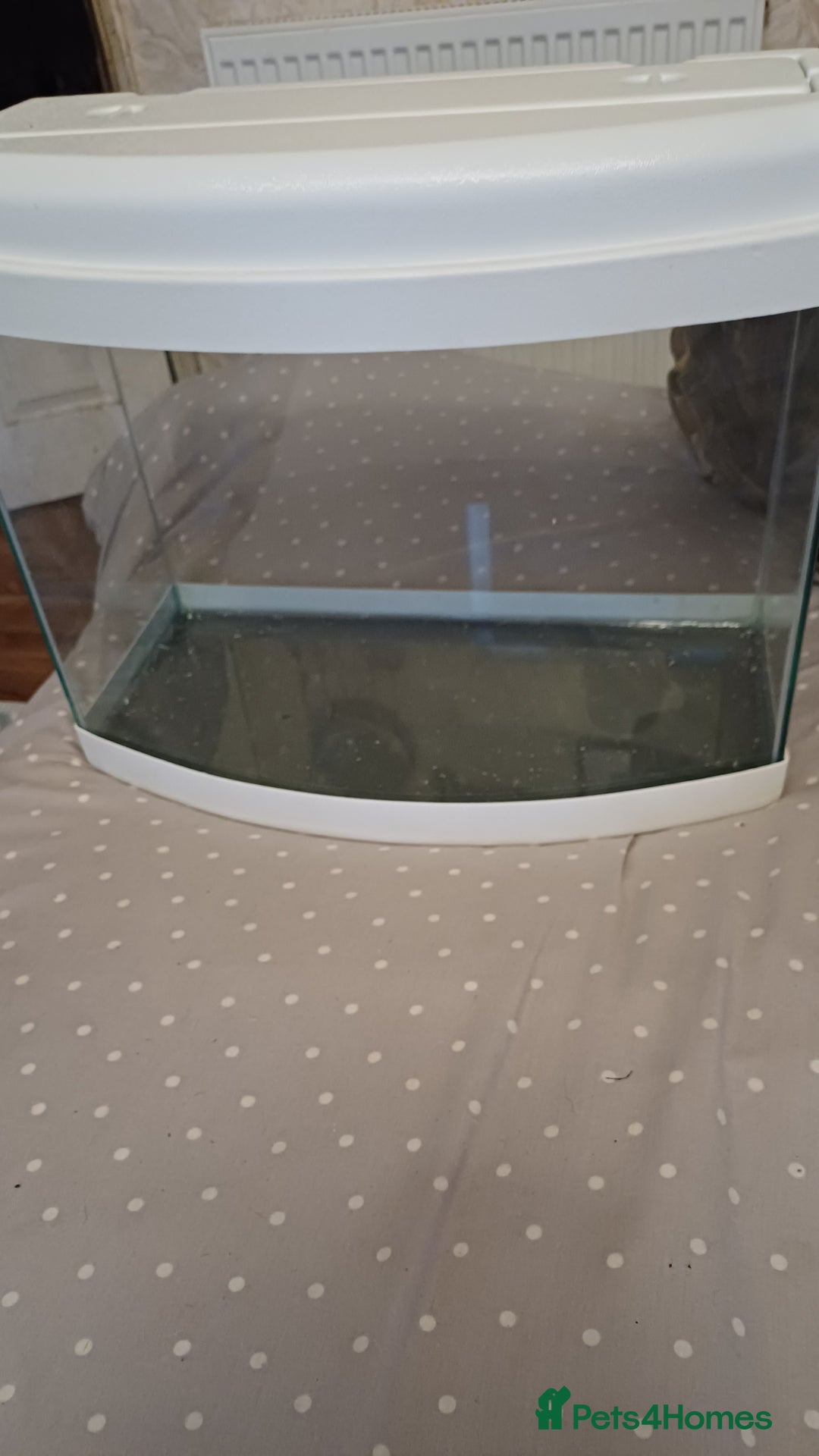 Angelfish fish for sale: New fish tank filters pumps heater other items - Advert 2