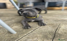 Staffordshire Bull Terrier dogs for sale: Chunky Staffy pups 💕 2 girls left, Ready to leave - Image 7