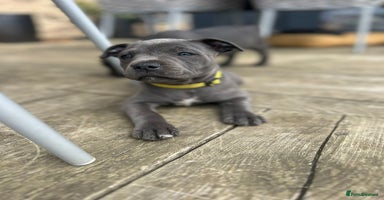 Staffordshire Bull Terrier dogs - Advert 14