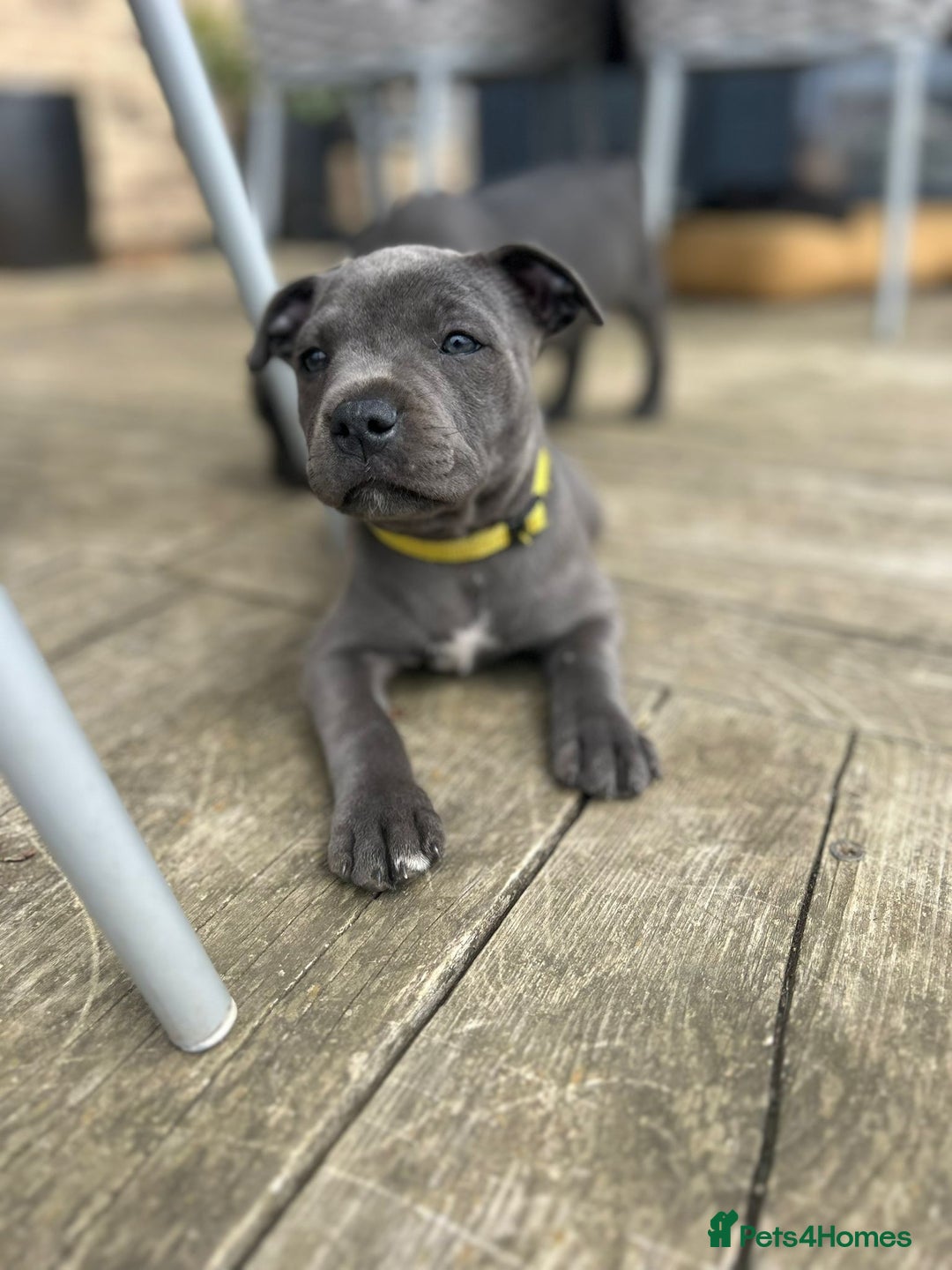 Staffordshire Bull Terrier dogs for sale: Chunky Staffy pups 💕 2 girls left, Ready to leave - Image 7