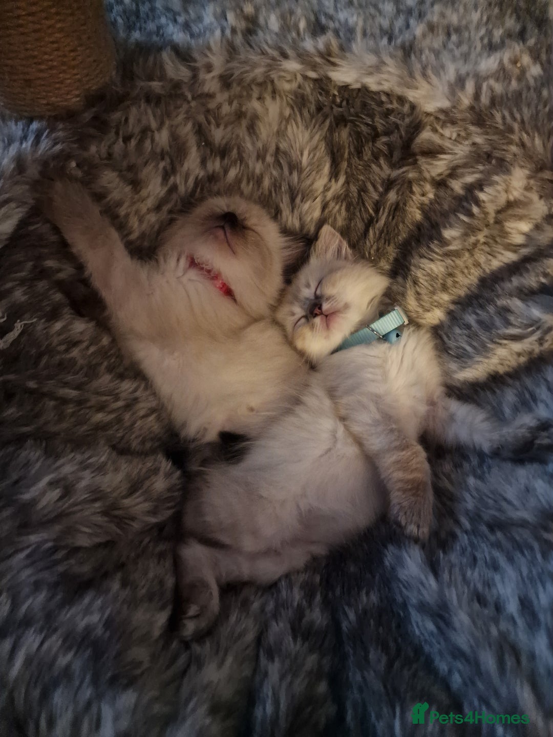 Ragdoll cats for sale: 6 beautiful PURE Ragdolls - Champion Bloodlines - Image 15