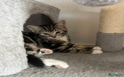 Mixed Breed cats for sale: Kittens for sale  - Image 4