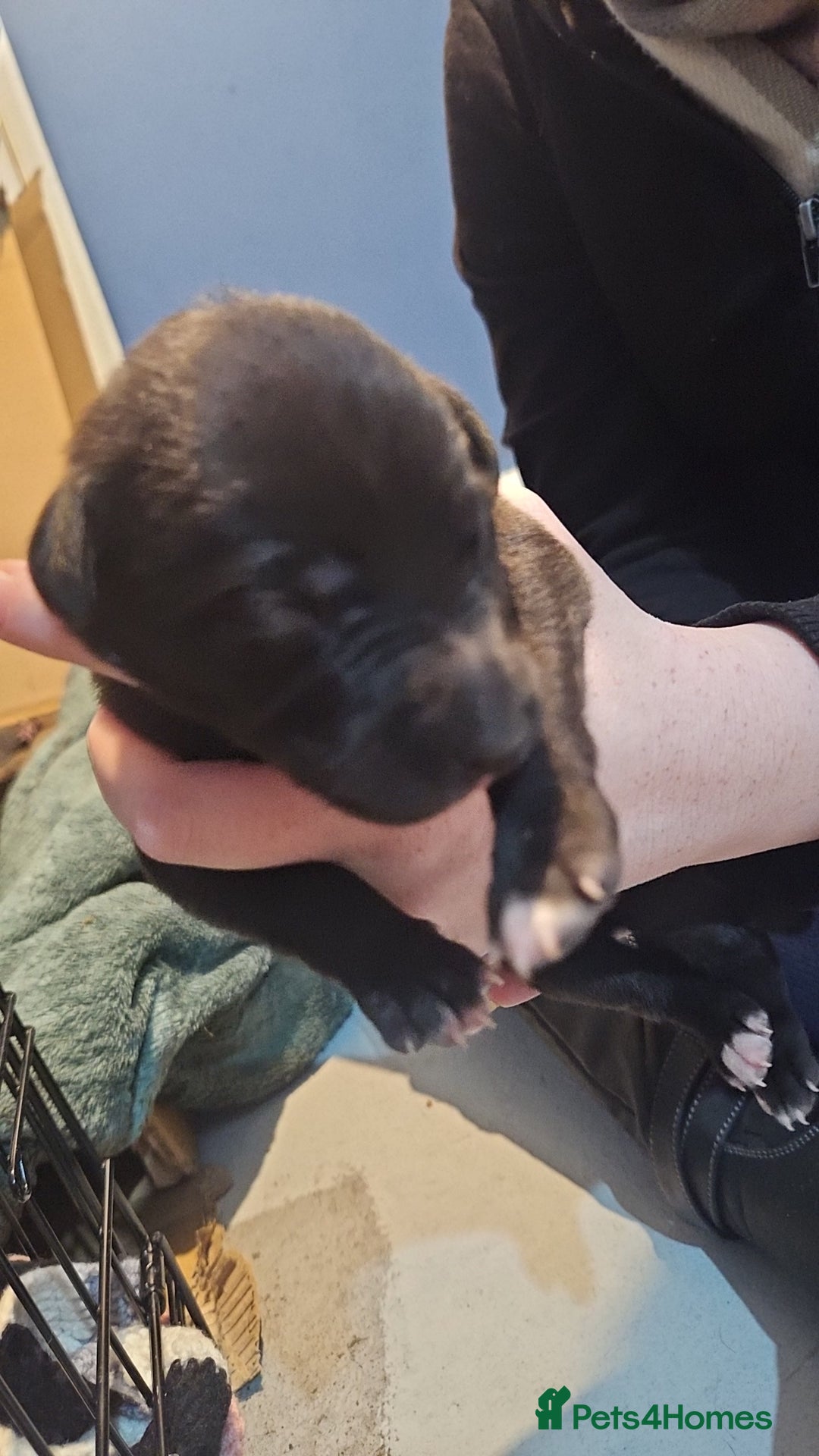 Whippet dogs for sale: 8 beautiful  brindle whippet  - Advert 5