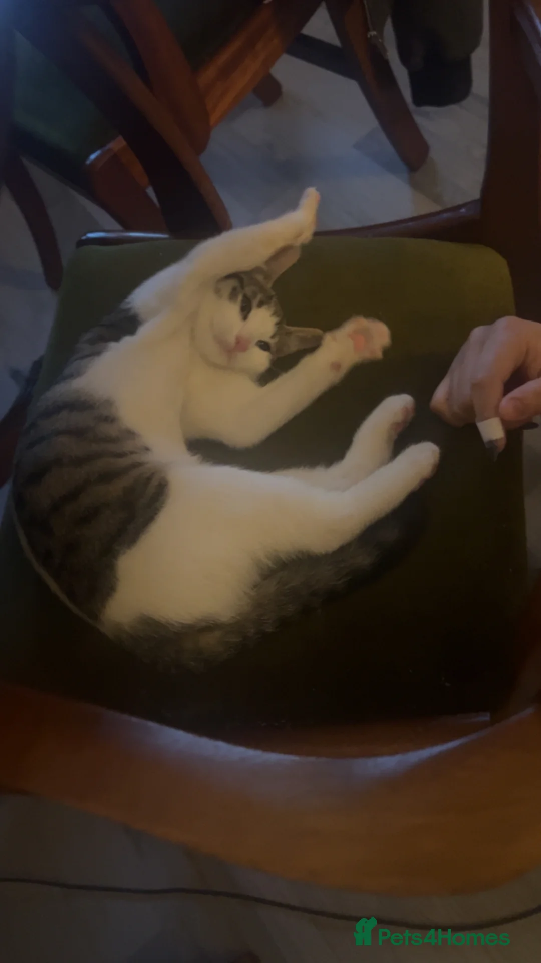 Mixed Breed cats for sale: sweet mixed tabby baby ready for loving home🐾🩷 - Advert 4