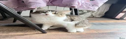 British Longhair cats for sale: Rehoming for Longhair Male Cat  - Advert 8