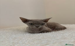 Devon Rex cats for sale: TICA Registered- Lilac Devon Rex Kittens - Image 32