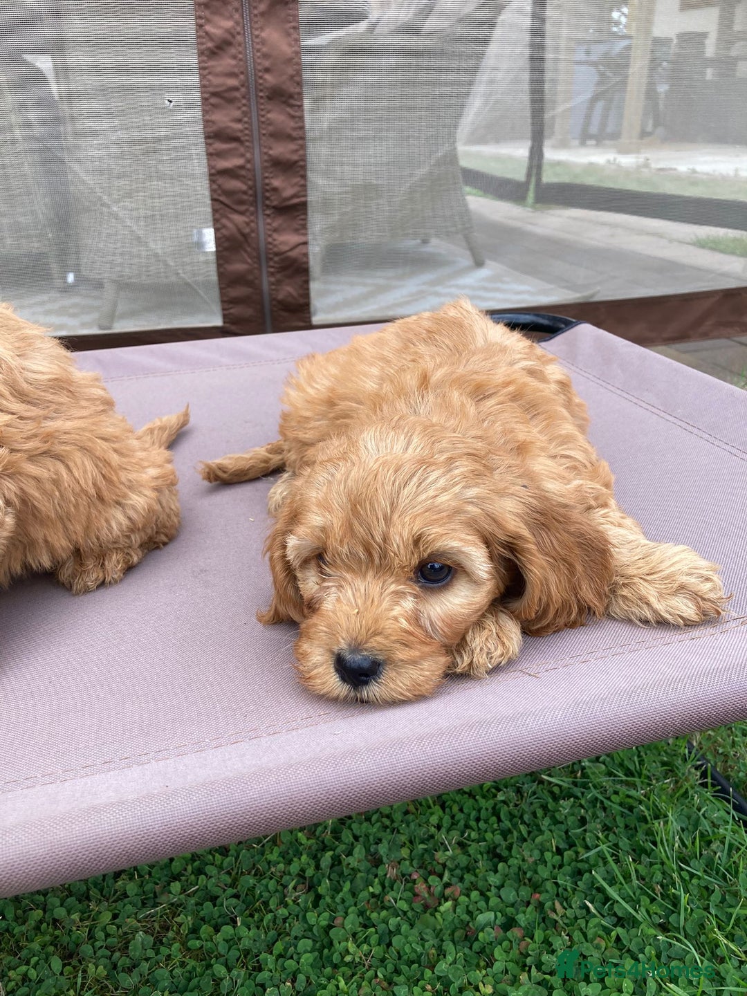 Cockapoo dogs for sale: ⭐️⭐️⭐️⭐️⭐️ F1 apricot Toy Cockapoo Puppies  - Image 9