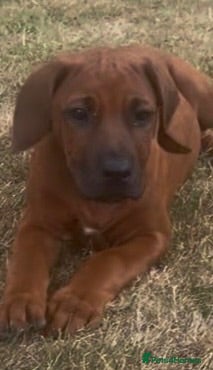 Rhodesian Ridgeback dogs Rhodesian Ridgeback Puppies European Pedigree - Advert 1