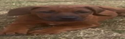 Rhodesian Ridgeback dogs for sale: Rhodesian Ridgeback Puppies European Pedigree - Advert 6
